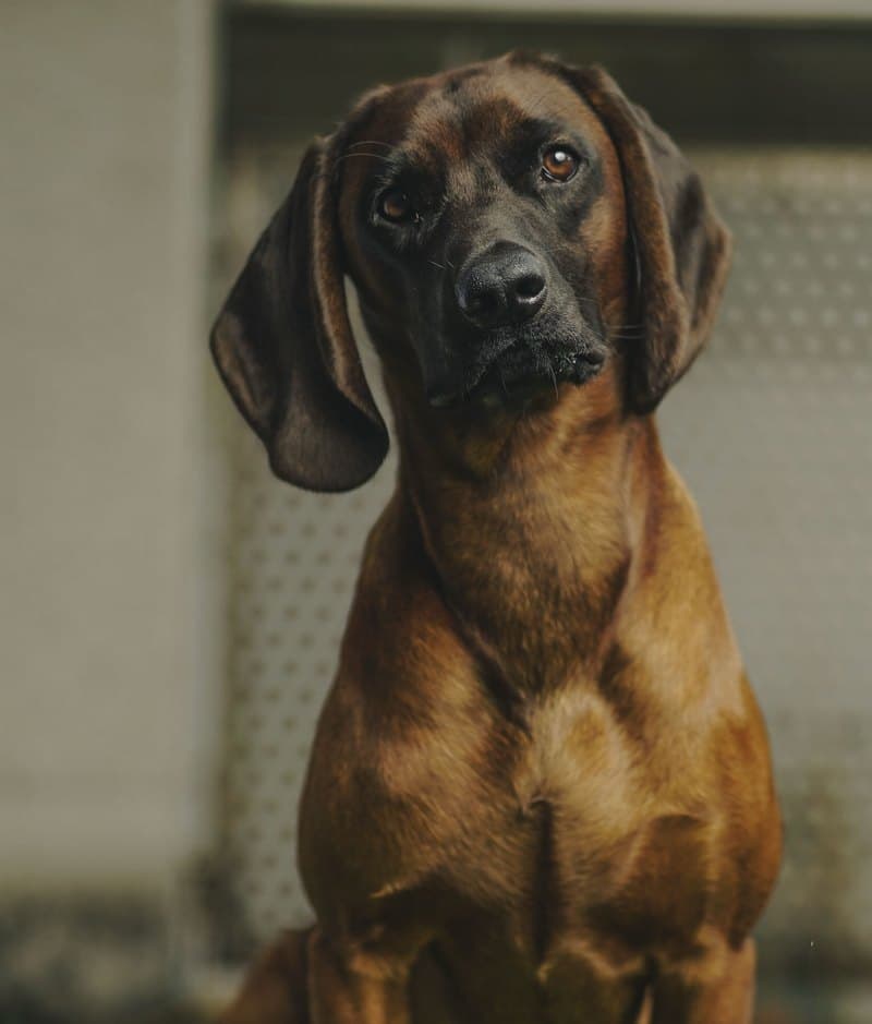 Toni – Tierischer Mitarbeiter